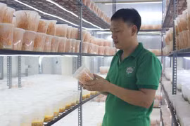 Chàng trai biến ngôi nhà ở thành vườn nấm quý