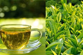 Tác hại nguy hiểm của trà xanh nếu bạn uống quá nhiều