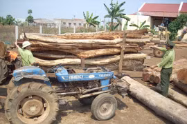 Gia Lai tăng cường quản lý, bảo vệ rừng trong dịp Tết