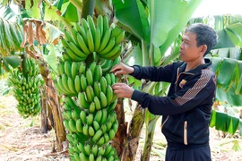 Rah Lan Kê: Lão nông Jrai làm kinh tế giỏi