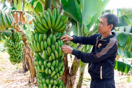 Rah Lan Kê: Lão nông Jrai làm kinh tế giỏi