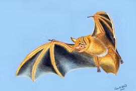 Phát hiện loài dơi màu cam bí ẩn ở Tây Phi