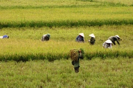 Nhớ quê mùa gặt