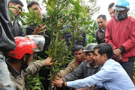 Đắk Nông: Cùng 1 giống cây mắc ca, vì sao trồng sườn đông không ăn thua, nhưng trồng sườn tây lại ra trái quá trời