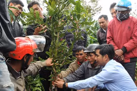 Đắk Nông: Cùng 1 giống cây mắc ca, vì sao trồng sườn đông không ăn thua, nhưng trồng sườn tây lại ra trái quá trời