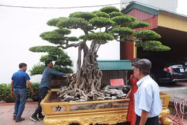Vườn cây di sản của "ông vua" cây cảnh Việt Nam, đại gia Trung Quốc trả hơn 500 tỷ không bán