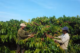 Gia Lai đẩy mạnh tái cơ cấu ngành trồng trọt