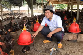 Bình Định: Giá gà ta tăng lên 40.000 đồng/kg, nông dân vẫn buồn vì bán 1.000 con lỗ 10 triệu