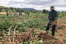 Nông dân Krông Pa thi đua sản xuất giỏi