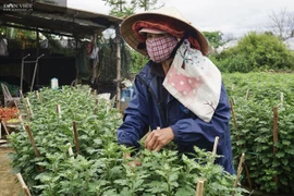 Đà Nẵng: Nông dân trồng hoa Tết thấp thỏm lo âu, vừa vặt lá, chăm cây vừa ngóng trông thương lái