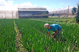 Nghề trồng hoa Tết ở Pleiku