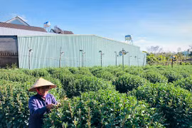 Gia Lai: Nhà vườn lo lắng hoa Tết khó tiêu thụ