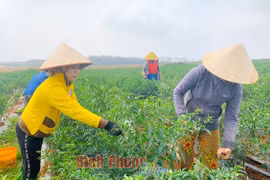 Bình Phước: Giá ớt cay tăng cao chưa từng thấy, bất ngờ hơn có 1 nông dân trồng ớt thu mỗi ngày 100 triệu đồng