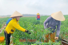 Bình Phước: Giá ớt cay tăng cao chưa từng thấy, bất ngờ hơn có 1 nông dân trồng ớt thu mỗi ngày 100 triệu đồng