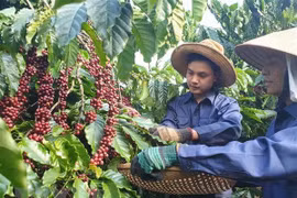 Thị trường nông sản tuần qua: Giá lúa tăng nhẹ, càphê quay đầu giảm