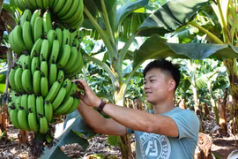 Người đưa chuối tiêu hồng ra thị trường thế giới