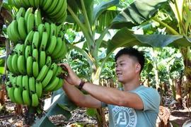 Người đưa chuối tiêu hồng ra thị trường thế giới