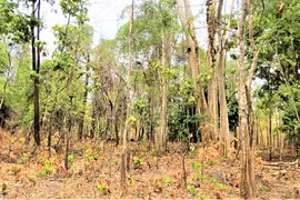 Mùa xua đuổi voi rừng