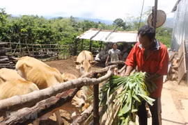 Tiêu chí xác định dân tộc còn gặp nhiều khó khăn, có yếu tố đặc thù