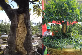 Cây mai trăm tuổi dát vàng giá tiền tỉ ở miền Tây nhận bằng 2 kỷ lục