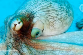 Sự thật sốc về sinh vật được cho là "con lai" từ hành tinh khác