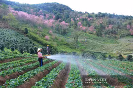 Rừng hoa mai anh đào nở rộ dưới chân núi Langbiang đẹp cỡ nào mà khách đến đây xong không muốn về?