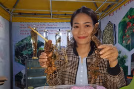 Quảng Nam chi 3 tỉ đồng trồng thử sâm Ngọc Linh nuôi cấy mô