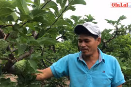 Nông trại na dai dưới chân đèo Tô Na