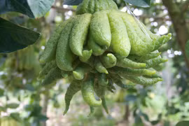 Trồng cây gì chơi Tết 2021: "Vương quốc" loại quả nghìn tay tiền triệu mỗi trái, khủng nhất cả nước