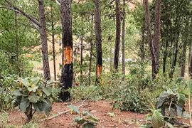 Chấm dứt hoạt động dự án sân golf và khu nghỉ dưỡng Đà Lạt