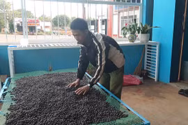 Gia Lai: Nông dân trồng cà phê kiểu gì mà bán được giá cao, 8.500 đồng/kg cà phê tươi?