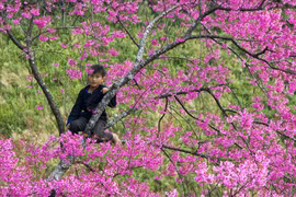 Mù Cang Chải đẹp tựa tranh vẽ với "đặc sản" Tớ Dày