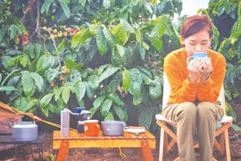 "Đánh thức" cà phê Dinh Điền