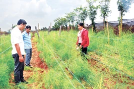 Chư Prông: Nông nghiệp công nghệ cao là hướng đi chủ đạo