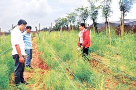 Chư Prông: Nông nghiệp công nghệ cao là hướng đi chủ đạo