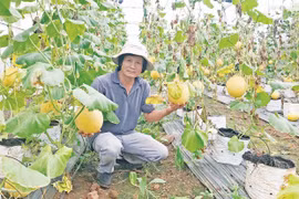 Ngành sản xuất rau quả Gia Lai: Tín hiệu vui từ thị trường