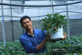 Chơi Tết cây gì: Cho dâu tây vào chậu chưng Tết kiểu không giống ai, ông chủ trẻ được khách đặt hàng tới tấp