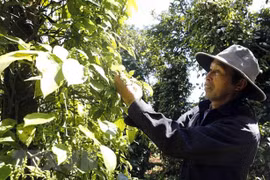 Đắk Nông công nhận ba vùng sản xuất nông sản chủ lực