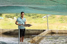 Lâm Đồng: Nông dân trẻ 9X bỏ 7 tỷ xây bể nuôi cá tầm đặc sản, sau bao nhiêu năm thì có lời?