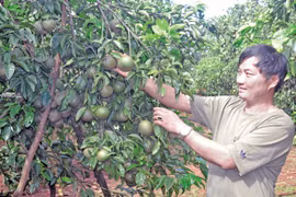 "Cam ông Lộc" trên đất Gia Lai
