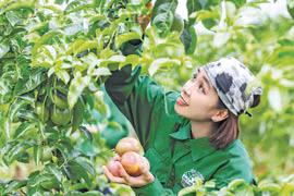 Cơ hội vàng cho ngành nông nghiệp Gia Lai