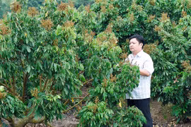 Đak Pơ xây dựng vùng chuyên canh cây ăn quả