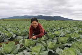 Quỹ Hỗ trợ nông dân: "Đòn bẩy" phát triển sản xuất