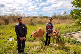 Bắt khẩn cấp 2 đối tượng trộm bò tại Chư Sê