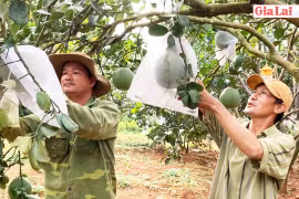 Hiệu quả bước đầu của mô hình Nông hội cây ăn quả ở Chư Ty