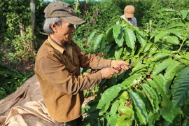 Cà phê Tây Nguyên: Mất mùa, mất cả… giá