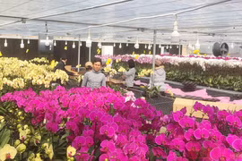 Đẹp mê hồn lan hồ điệp giữa Sa Mù