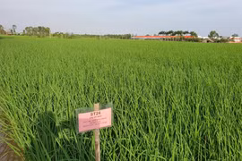 Điểm danh những giống lúa "át chủ bài" cho gạo xuất khẩu giá trị cao