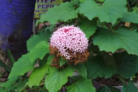 Xuất hiện hoa "cúc hỏa châu" tại Làng hoa Sa Đéc