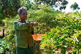 Lão nông Jrai thu 350 triệu đồng mỗi năm nhờ thay đổi nếp nghĩ, cách làm